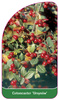 Cotoneaster 'Ursinus'