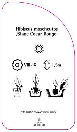 Hibiscus moscheutos ,Blanc Coeur Rouge'