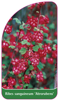 Ribes sanguineum 'Atrorubens'