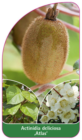 Actinidia 'Atlas'