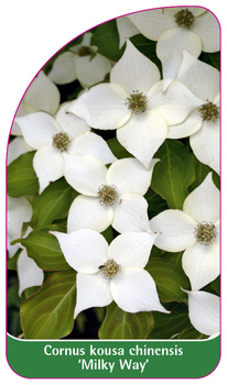 Cornus kousa chinensis 'Milky Way'