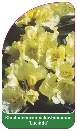 Rhododendron yakuschimanum 'Lucinda'