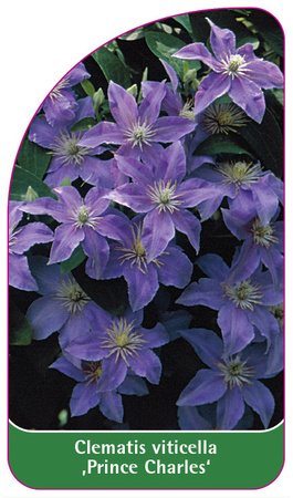 Clematis viticella 'Prince Charles'