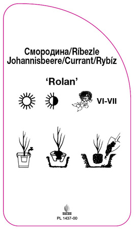 Porzeczka czerwona 'Rolan'