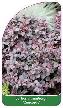 Berberis thunbergii 'Concorde'