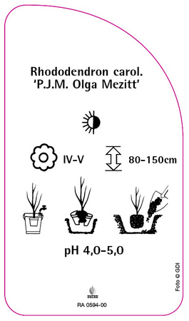 Rhododendron carolinianum 'P.J.M. Olga Mezitt'