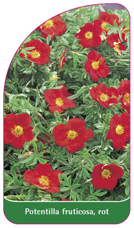 Potentilla fruticosa, rot