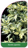 Aucuba japonica