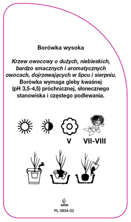 Vaccinium corymbosum 'Sunshine Blue'