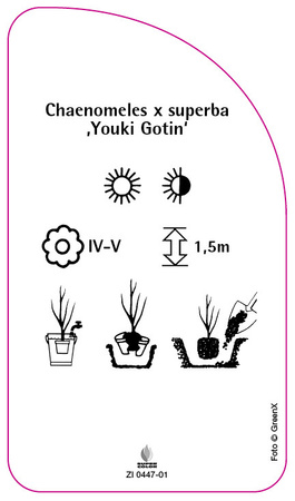 Chaenomeles x superba ,Youki Gotin'