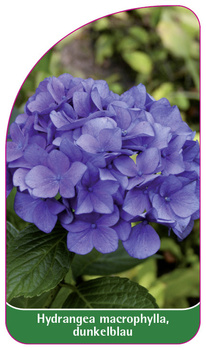 Hydrangea macrophylla, dunkelblau