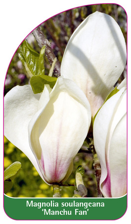 Magnolia soulangeana 'Manchu Fan'