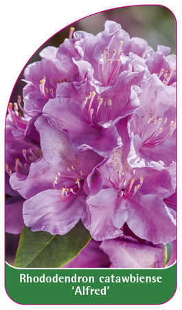 Rhododendron catawbiense 'Alfred'