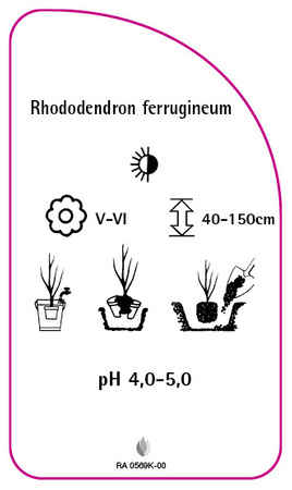 Rhododendron ferrugineum
