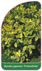 Aucuba japonica 'Crotonifolia'