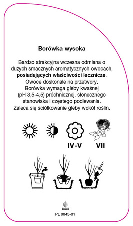 Vaccinium corymbosum 'Patriot'