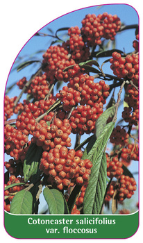 Cotoneaster salicifolius var. floccosus