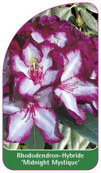 Rhododendron-Hybride 'Midnight Mystique'