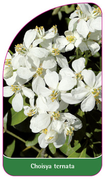 Choisya ternata