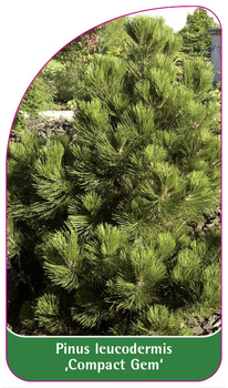 Pinus leucodermis 'Compact Gem'