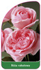 Discount rose Nr. 101
