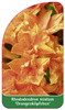 Rhododendron mixtum 'Orangenköpfchen