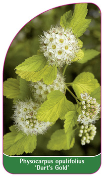 Physocarpus opulifolius 'Dart's Gold'