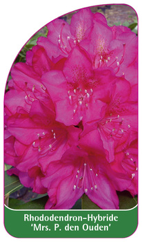 Rhododendron-Hybride 'Mrs. P. De Ouden'