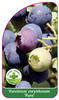 Vaccinium corymbosum 'Puru'