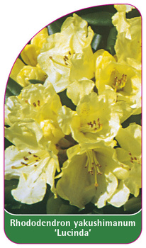 Rhododendron yaku. 'Lucinda',