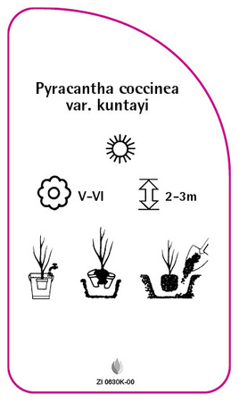 Pyracantha coccinea var. Kuntayi