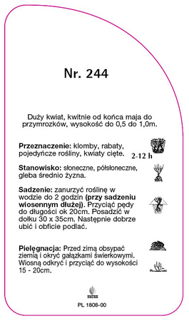 Trandafir cu flori mari Nr. 244