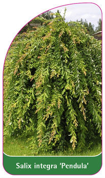 Salix integra 'Pendula'