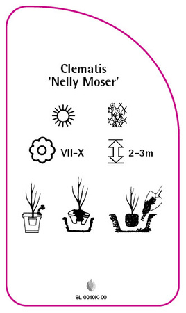 Clematis 'Nelly Moser'