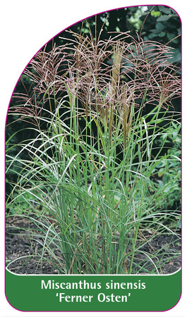 Miscanthus sinensis 'Ferner Osten'