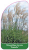 Miscanthus sinensis 'Graziella'