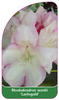 Rhododendron wardii 'Lachsgold'