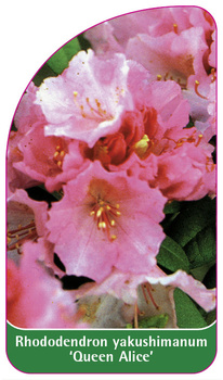 Rhododendron yakushimanum 'Queen Alice'