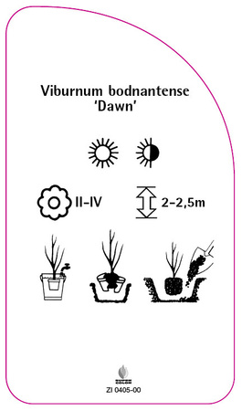 Viburnum bodnantense 'Dawn'