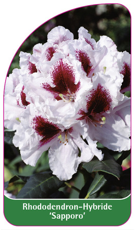 Rhododendron-Hybride 'Sapporo'