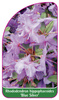 Rhododendron hippophaeoides 'Blue Silver'