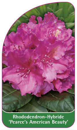 Rhododendron-Hybride 'Pearce's American Beauty'