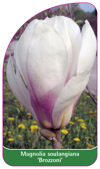 Magnolia soulangiana 'Brozzoni'