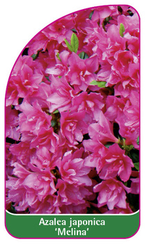 Azalea japonica 'Melina'