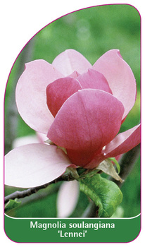 Magnolia soulangiana 'Lennei'