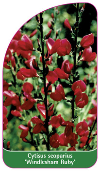 Cytisus scoparius 'Windlesham Ruby'