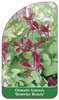 Clematis texensis 'Gravetye Beauty'