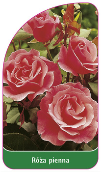 Róza pienna Nr. 24