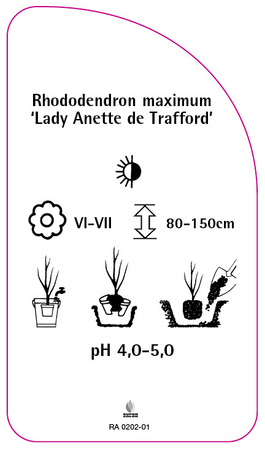 Rhododendron maximum 'Lady Anette de Trafford'
