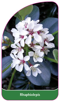 Rhaphiolepis
